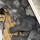 حمام سوادي طرح اليوم 20 جوز