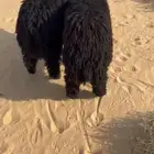 خرفان جذعان عرب طيبه