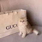 قطه سكوتش بريتش
