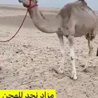 هجن