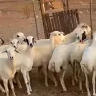 ضان رفيديات مراح واحد