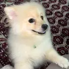 pomeranian dog