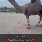 بعير