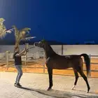 متوفر ايواء خيل في ديراب قريب جدا من الرياض