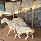 تم البيع