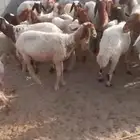 خرفان و تيوس للبيع