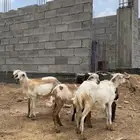 فرير ورخيل تربيه