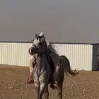 حصان عربي للبيع