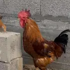 ديك فحل العمر سنه ونص