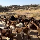 معزا دهم دفع شرط