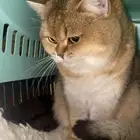 انثى سكوتش ستريتNy25