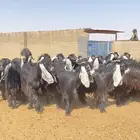 للبيع جفرات عوارض صنف