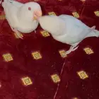 فروخ روز البينو