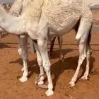 قعدان قصب