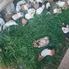 وبرن بلدي فرنسي