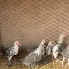 صيصان فيومي