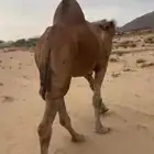 جمل