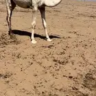 بكره مفرودة سيمن وبريه