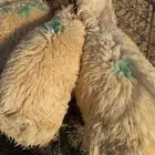 بهم نعيم (خروف صافي ) فيهن 5 امهاتهن حريات والباقي كله نعيم