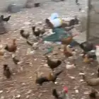 دجاج العدد100