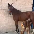 فرس مع مهر