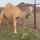 جمل أوضح طيب