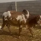 حسلان