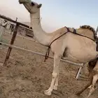 الناقة الضريبة الشقحا الطيبة