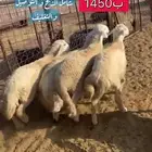 ذبائح مع خدمة الذبح و التوصيل والتغليف