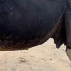 مميت