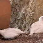 سمان بوب وايت