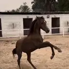 مهر حر للبيع