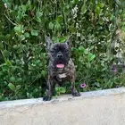 كلب للبيع فرنش بول