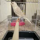 كناري ستنايت