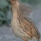 مريعي طازج