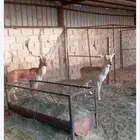 الايل الاوروبي