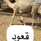 قعدان وبكار للبيع بلديه ويوجد توصيل التواصل اتصال