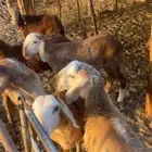 سواكن حمري تربية
