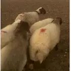 للبيع غنم نعيم مطافيل ودفيع