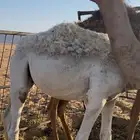 حشو قعدان