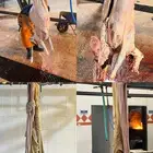 طليان ذبايح