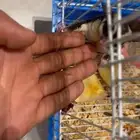 سنجاب طائر اليف ذكر