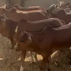 حسلان بلدي لباني تم البيع