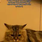 قطتي مفقوده