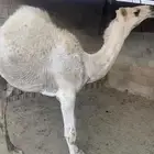 قعودين عفر