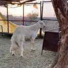 مشروع فحل