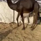 قعود كفو فل الفل مشاء الله للبيع