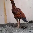 مشروع دجاج سندي فواخر من أساسات العم غبشان