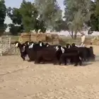 معزا عوارض فاخره