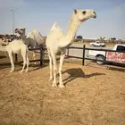تم البيع